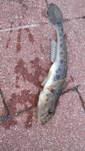 マハゼの釣果