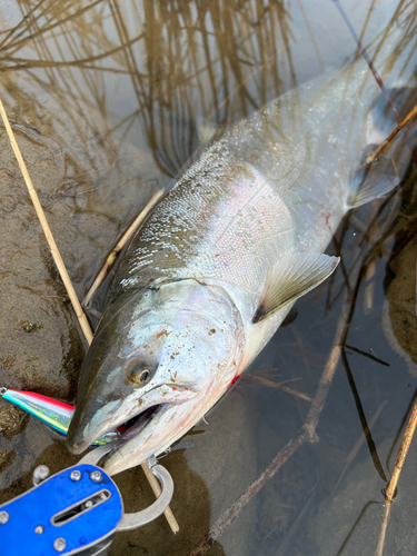 サクラマスの釣果