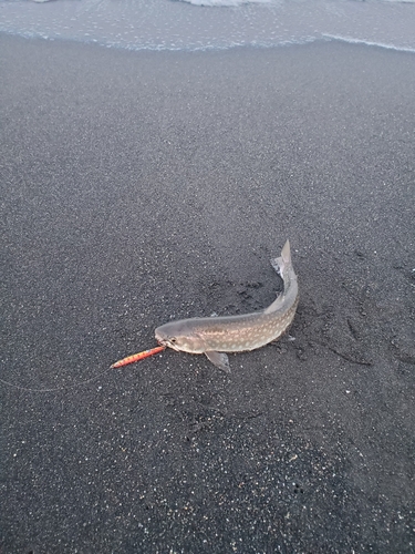 アメマスの釣果