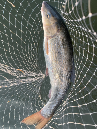 マルタウグイの釣果