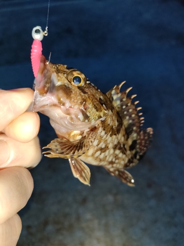 ガシラの釣果