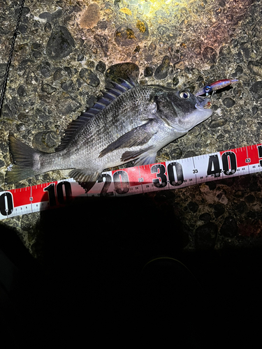 クロダイの釣果