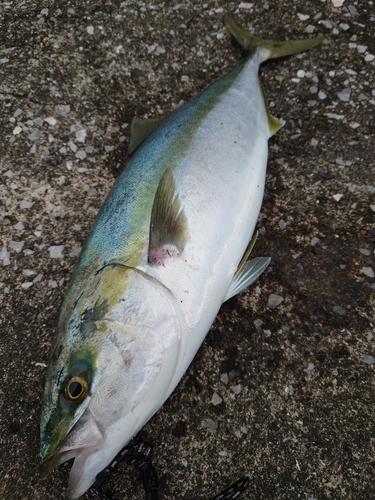 ハマチの釣果