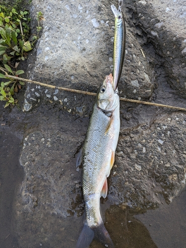 ウグイの釣果