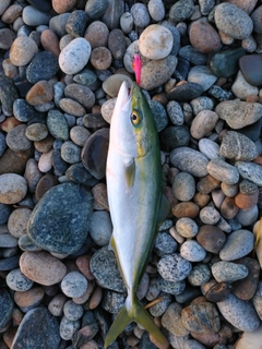 ツバイソの釣果