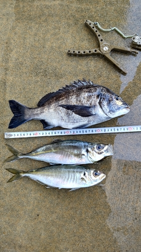 アジの釣果