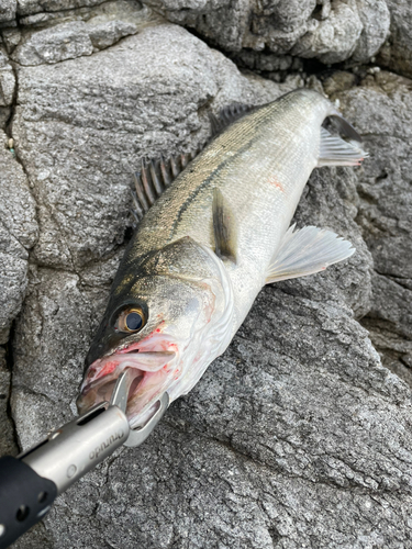 スズキの釣果