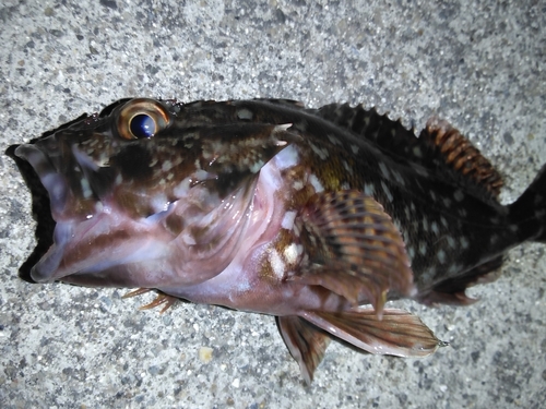 カサゴの釣果