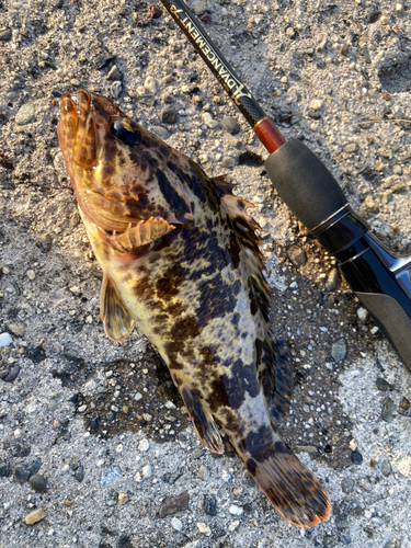 タケノコメバルの釣果