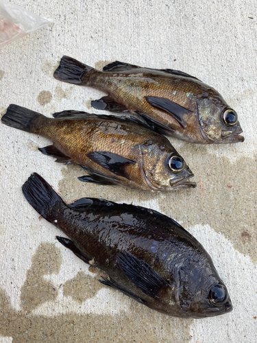 メバルの釣果