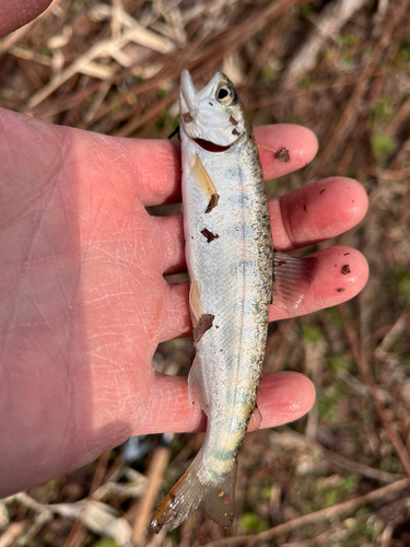 ヤマメの釣果