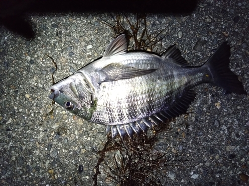 クロダイの釣果