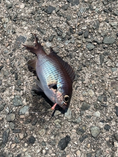 スズメダイの釣果