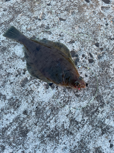 カレイの釣果