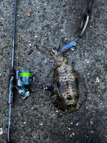 アオリイカの釣果