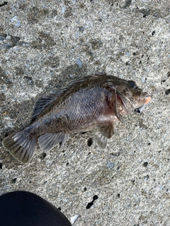 オウゴンムラソイの釣果