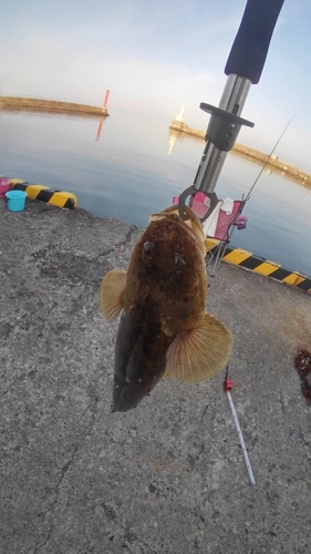 マゴチの釣果