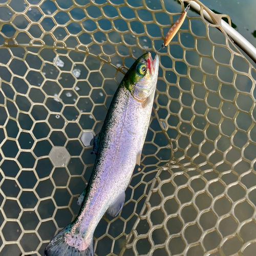 ニジマスの釣果