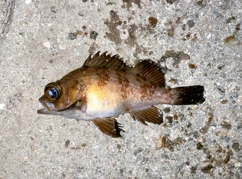 メバルの釣果