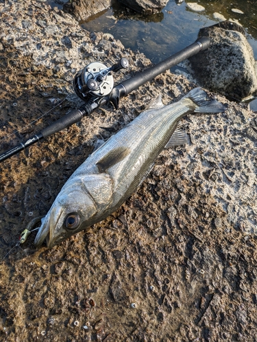 セイゴ（マルスズキ）の釣果