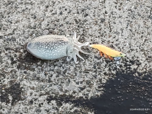 シリヤケイカの釣果