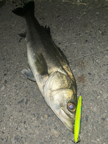 シーバスの釣果