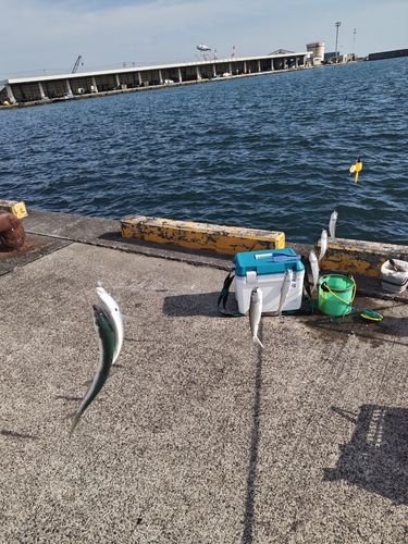 カタボシイワシの釣果