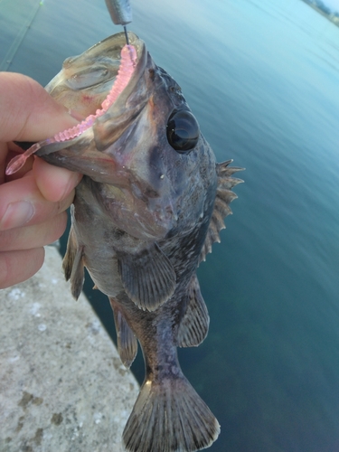 クロソイの釣果