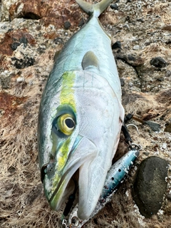 ハマチの釣果