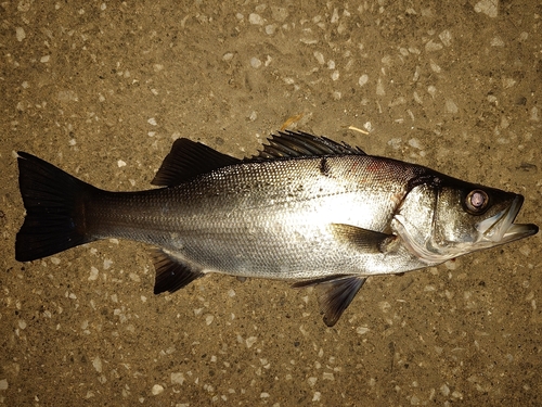 スズキの釣果