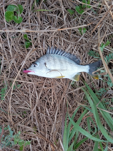 キビレの釣果