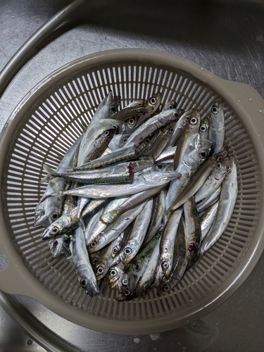 イワシの釣果