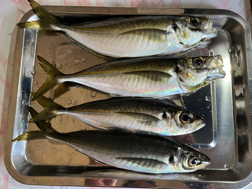 アジの釣果