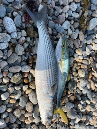 ツバイソの釣果