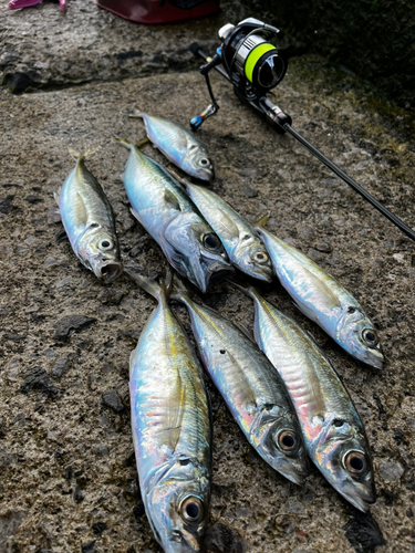 アジの釣果