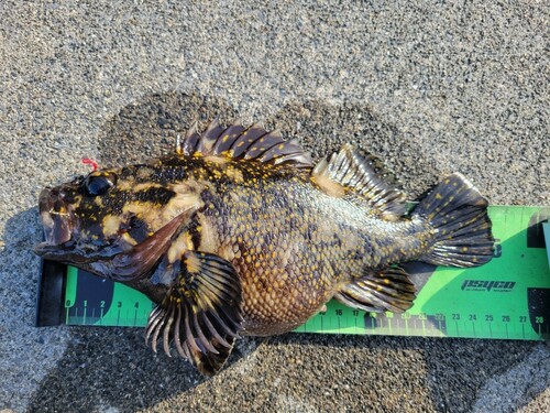 オウゴンムラソイの釣果