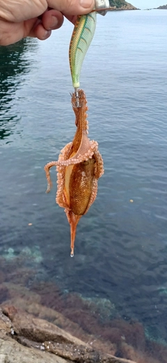 タコの釣果