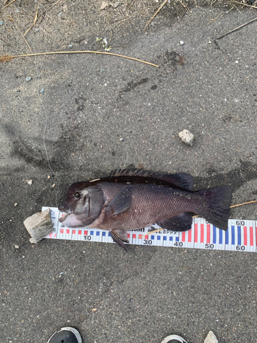 コブダイの釣果