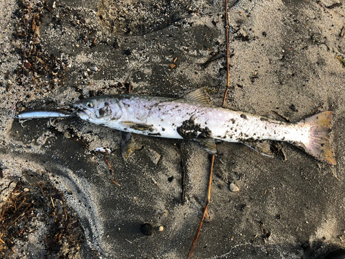 アメマスの釣果