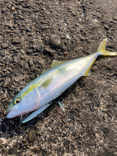 ツバスの釣果