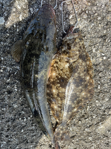 マゴチの釣果