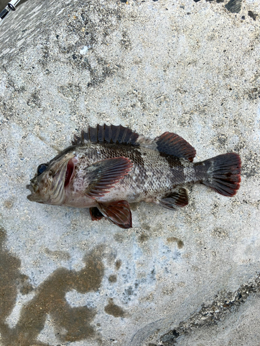 カニの釣果