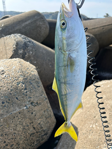 ハマチの釣果