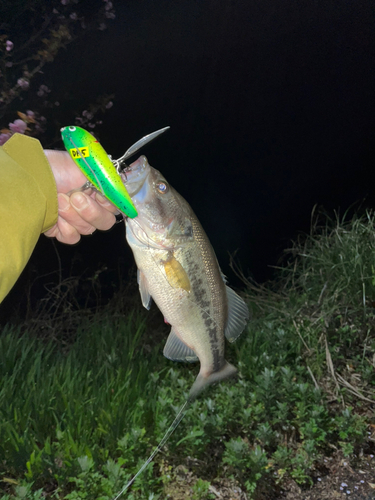 ラージマウスバスの釣果