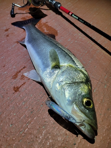 シーバスの釣果