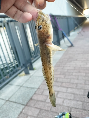 マハゼの釣果