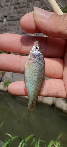 ヤリタナゴの釣果