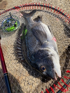 チヌの釣果