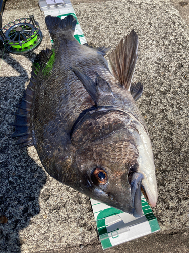 チヌの釣果