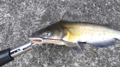 アメリカナマズの釣果